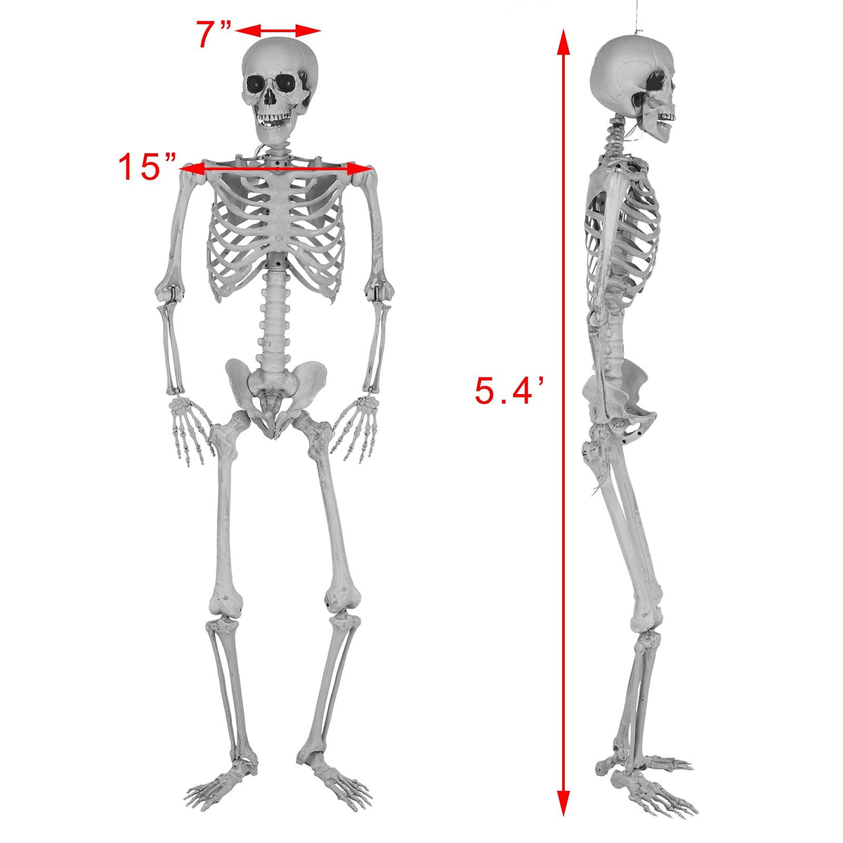 5.4 Ft Lighted Life Size Plastic Skeleton with Movable Joint V42884