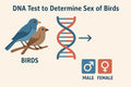 Bird Gender DNA Test Kit M47720