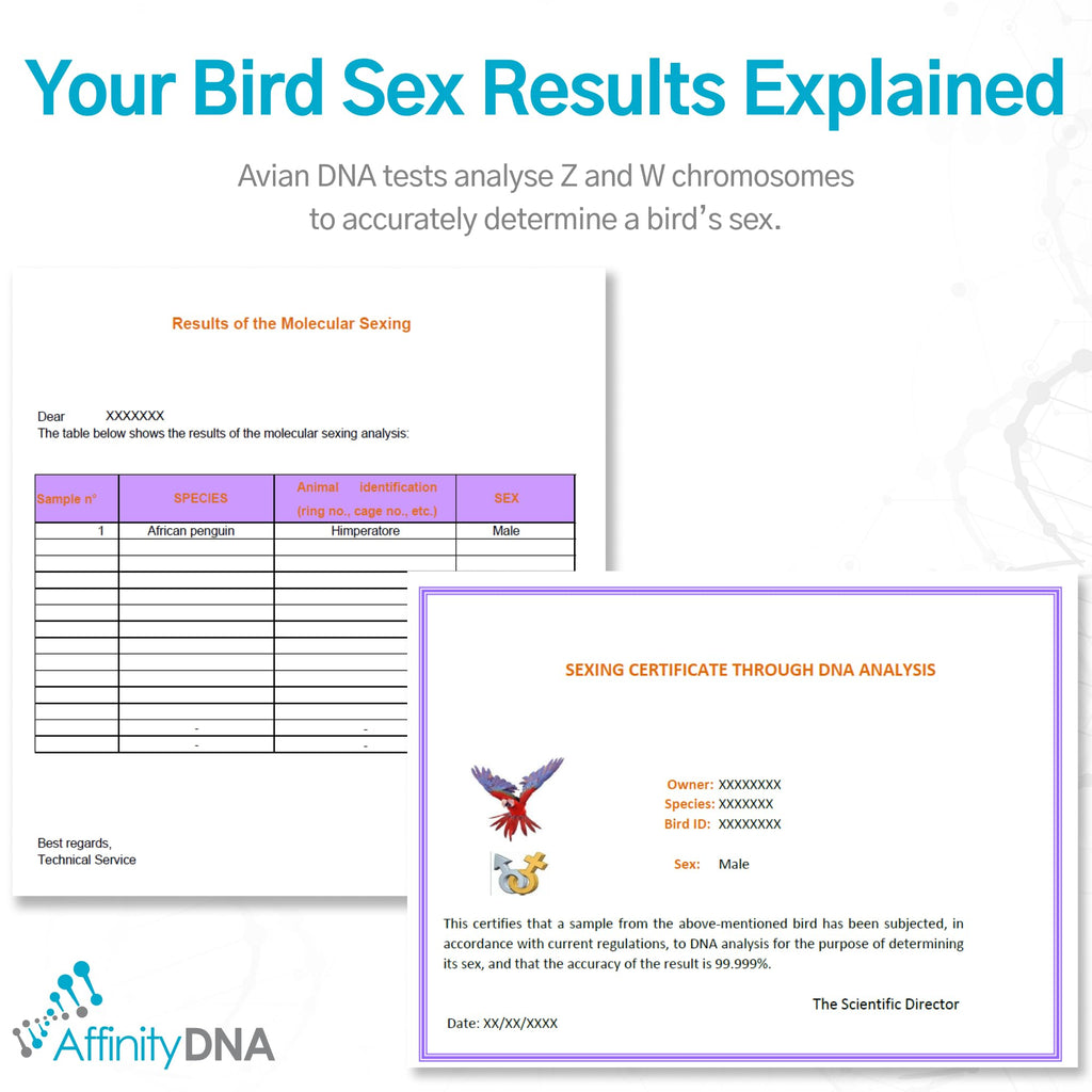 Bird Gender DNA Test Kit M47720