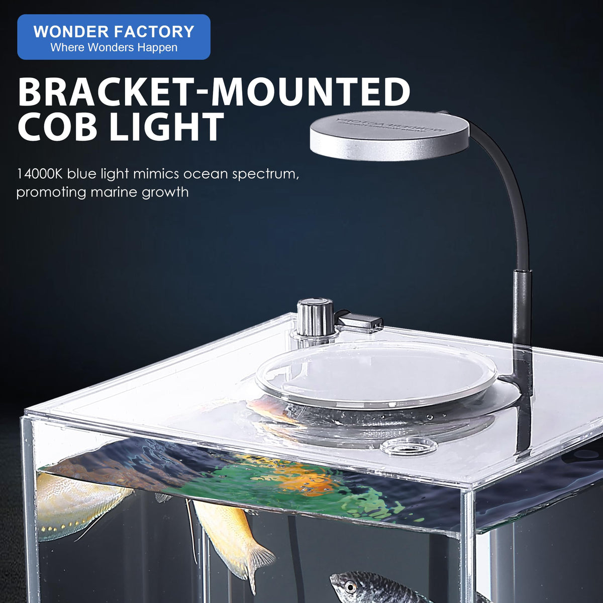 3 Gallon Fish Tank Aquarium B616646