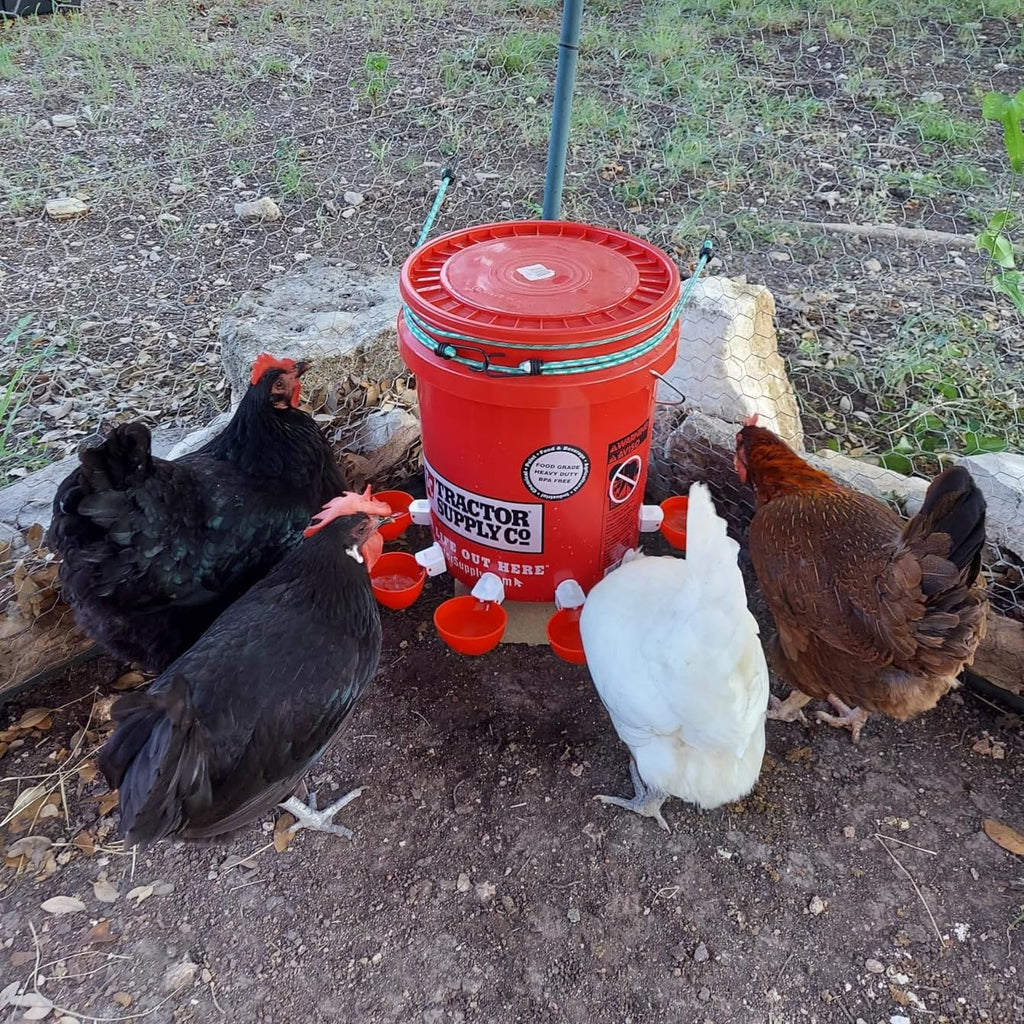 12 Pack Poultry Waterer Cups with Drill Z3454