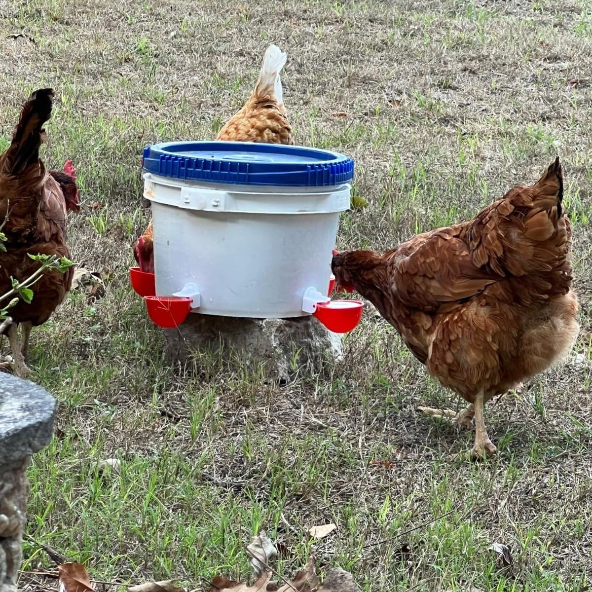 12 Pack Poultry Waterer Cups with Drill Z3454