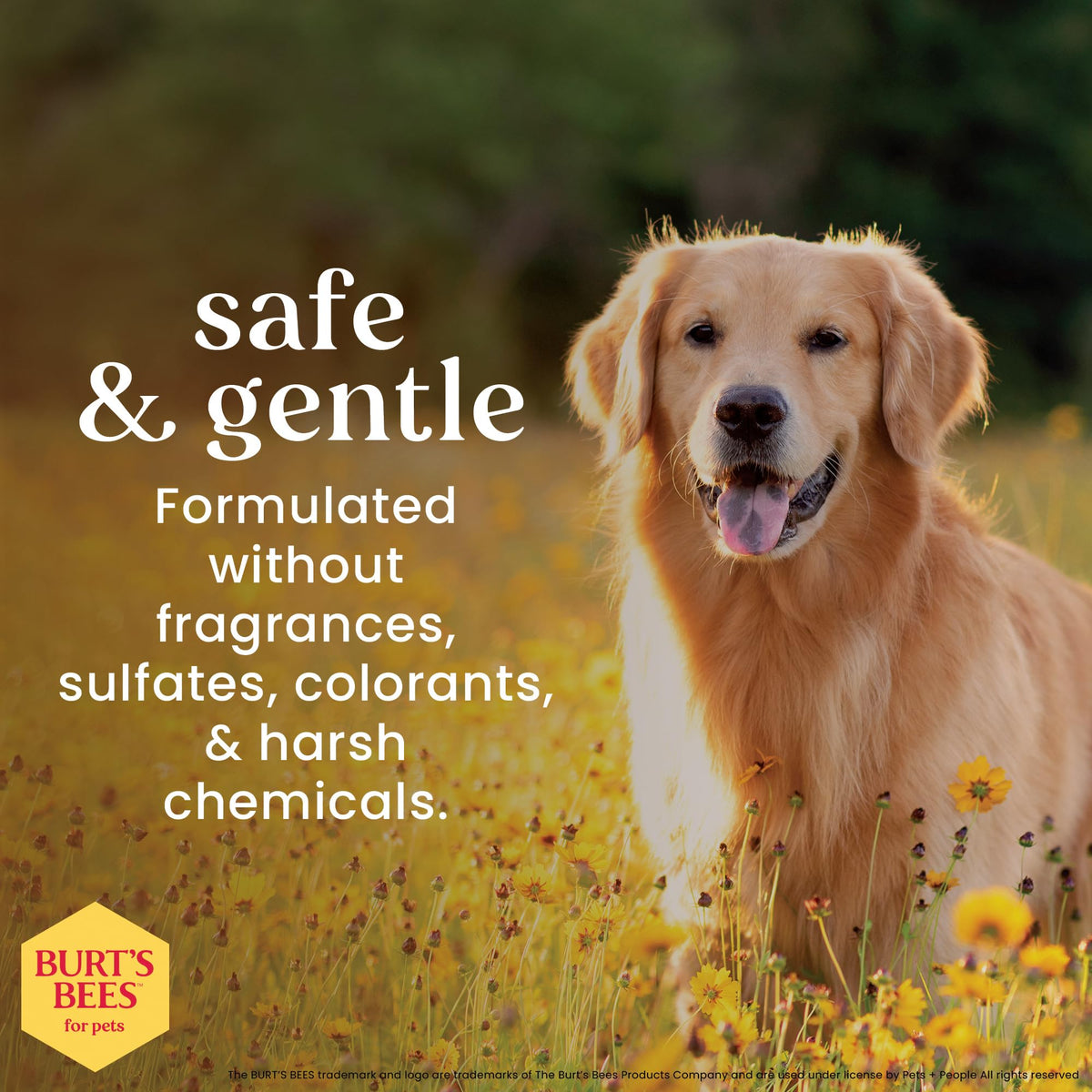 Hypoallergenic Dog Shampoo Shea Butter Honey 16 Fl Oz T5111
